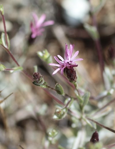 Lessingia ramulosa, photographed by Cricket Raspet