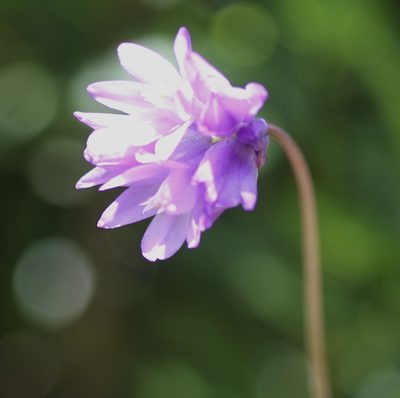 Dichelostemma capitatum