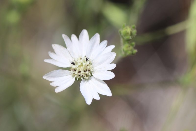 Hemizonia congesta, photographed by Cricket Raspet