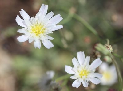 Rafinesquia californica, photographed by Cricket Raspet