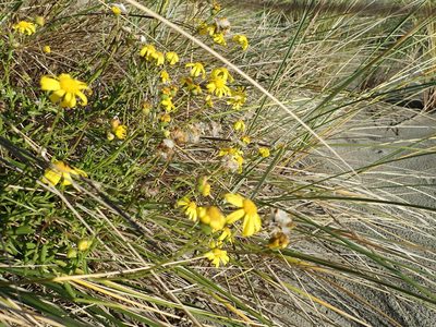 Senecio skirrhodon, photographed by Arnim Littek