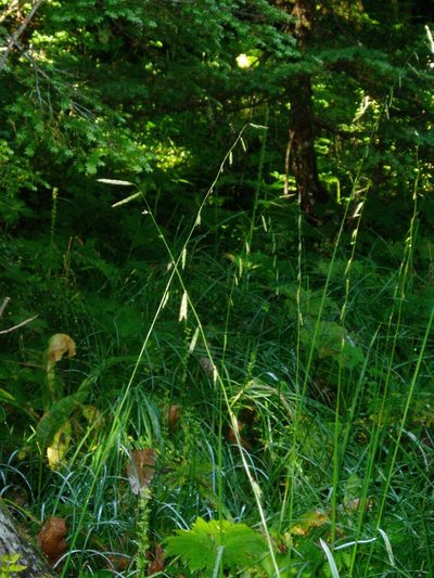Pleuropogon refractus, photographed by Lindsey K. Wise