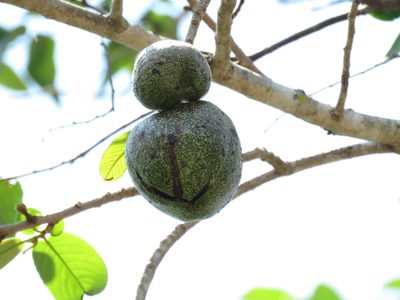 Casearia laetioides, photographed by Bernardino Villa B.