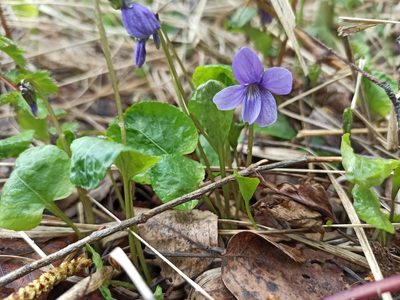 Viola uliginosa, photographed by Игорь Васильев