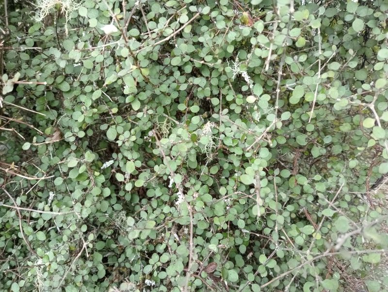 Coprosma rubra, photographed by John Barkla