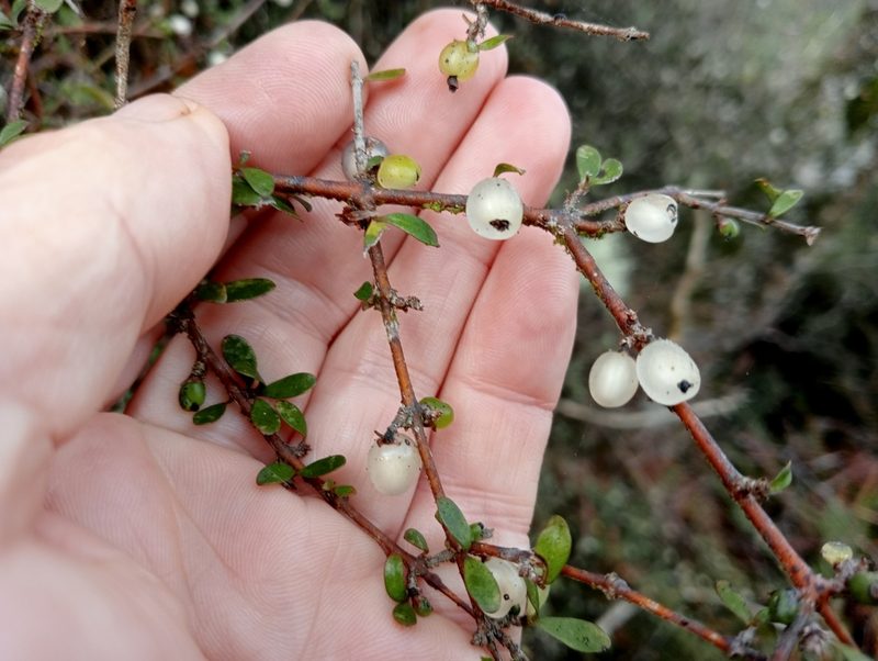 Coprosma rigida, photographed by John Barkla