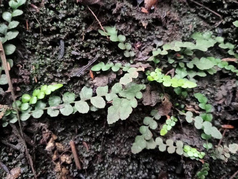 Austroblechnum membranaceum, photographed by John Barkla
