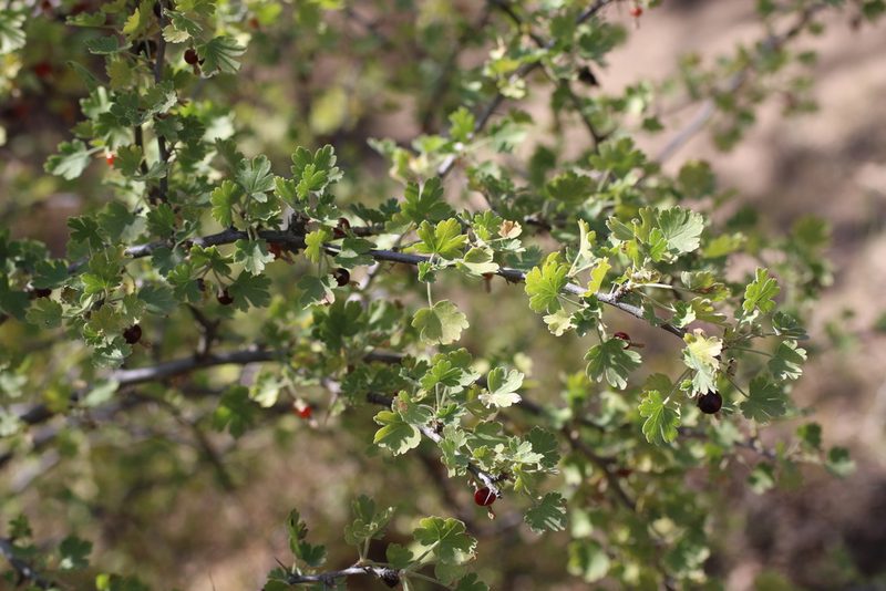 Ribes quercetorum, photographed by Cricket Raspet