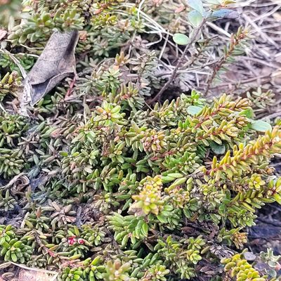 Empetrum nigrum, photographed by trolleway