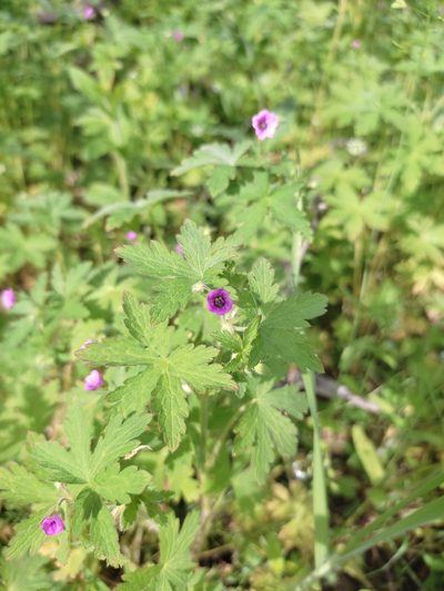 Geranium divaricatum, photographed by Дима Орлов