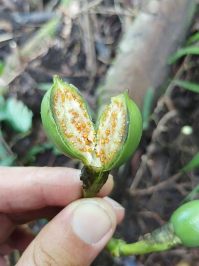 Fagraea berteroana, photographed by Dominik Maximilián Ramík