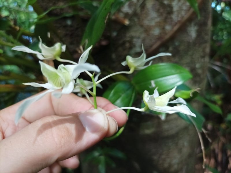 Dendrobium mooreanum, photographed by Dominik Maximilián Ramík