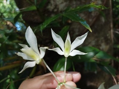 Dendrobium mooreanum, photographed by Dominik Maximilián Ramík