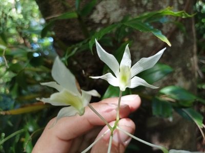 Dendrobium mooreanum, photographed by Dominik Maximilián Ramík
