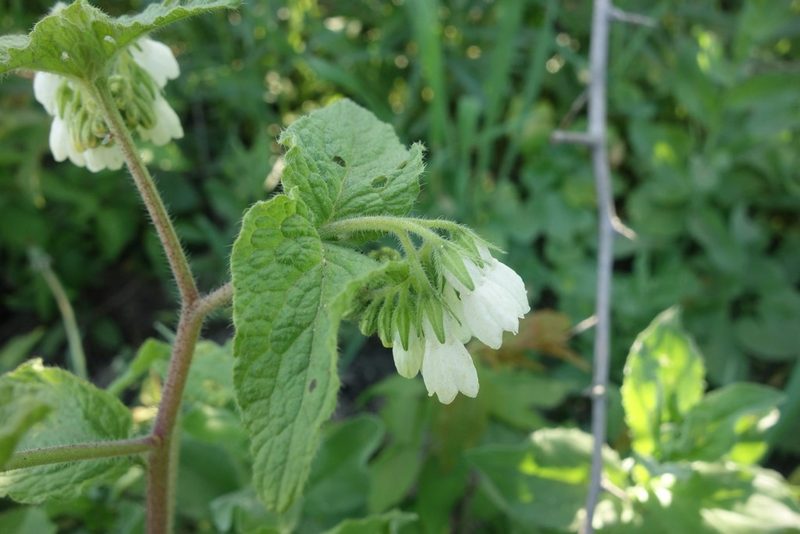 Symphytum tauricum, photographed by Aleksei Baushev