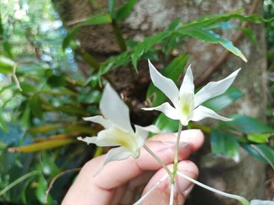 Dendrobium mooreanum, photographed by Dominik Maximilián Ramík