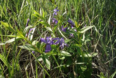 Vinca herbacea, photographed by Aleksei Baushev