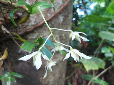 Dendrobium mooreanum, photographed by Dominik Maximilián Ramík