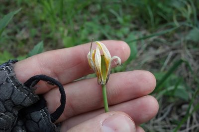 Tulipa sylvestris, photographed by Aleksei Baushev