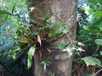 Dendrobium mooreanum, photographed by Dominik Maximilián Ramík