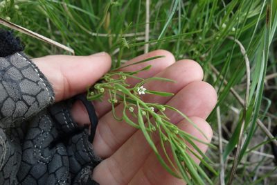 Thesium ramosum, photographed by Aleksei Baushev