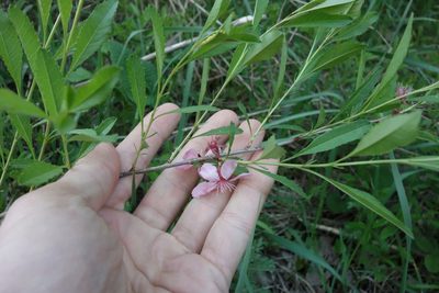 Prunus tenella, photographed by Aleksei Baushev