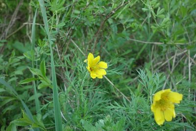 Adonis volgensis, photographed by Aleksei Baushev