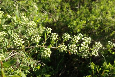 Spiraea crenata, photographed by Aleksei Baushev