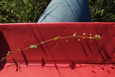 Microthlaspi perfoliatum, photographed by Aleksei Baushev