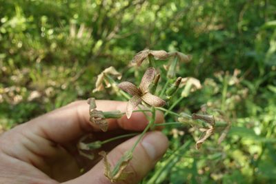 Hesperis tristis, photographed by Aleksei Baushev