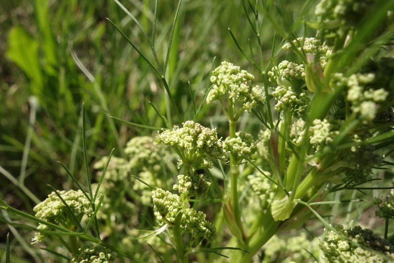 Trinia multicaulis, photographed by Aleksei Baushev