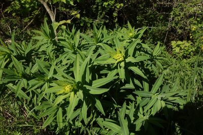 Euphorbia semivillosa, photographed by Aleksei Baushev