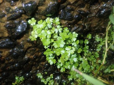 Hydrocotyle tripartita, photographed by Thomas Mesaglio