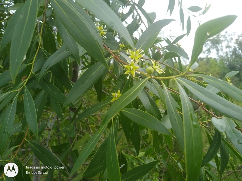 Quillaja lancifolia, photographed by Enrique Salazar
