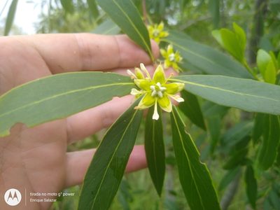 Quillaja lancifolia, photographed by Enrique Salazar