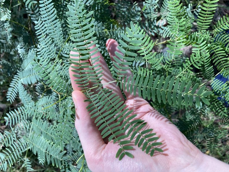 Acacia schinoides, photographed by Thomas Mesaglio