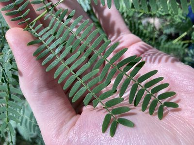 Acacia schinoides, photographed by Thomas Mesaglio