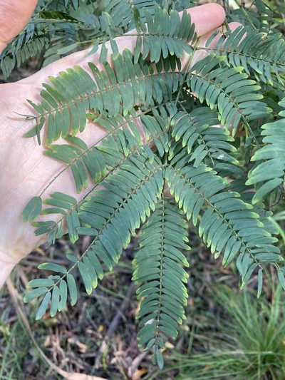 Acacia schinoides, photographed by Thomas Mesaglio