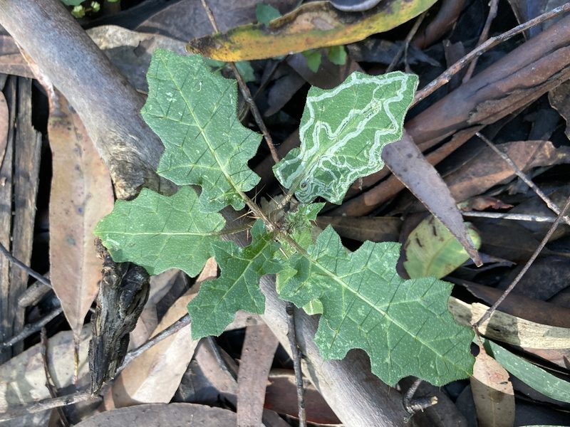 Solanum prinophyllum, photographed by Thomas Mesaglio