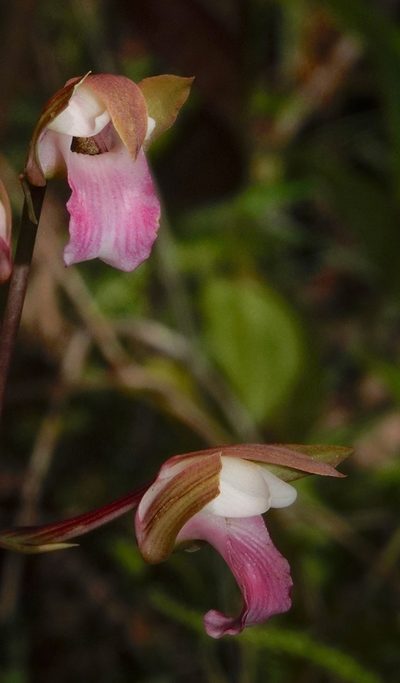 Eulophia nuda, photographed by desertnaturalist