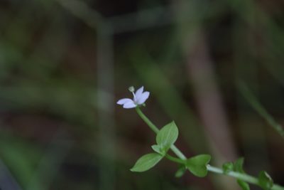 Stylidium alsinoides, photographed by Hugo Innes
