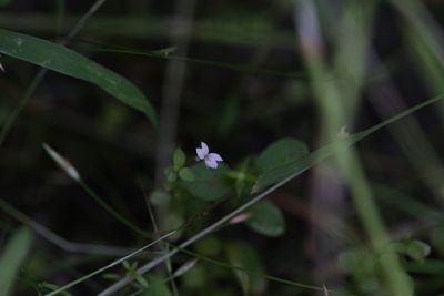 Stylidium alsinoides, photographed by Hugo Innes