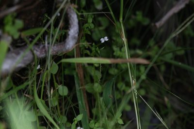 Stylidium alsinoides, photographed by Hugo Innes