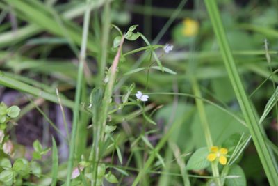 Stylidium alsinoides, photographed by Hugo Innes
