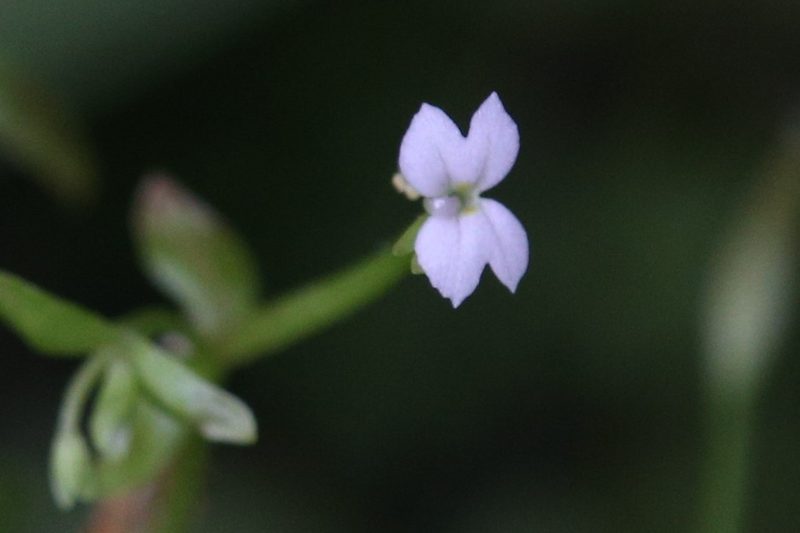 Stylidium alsinoides, photographed by Hugo Innes