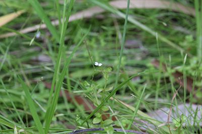 Stylidium alsinoides, photographed by Hugo Innes