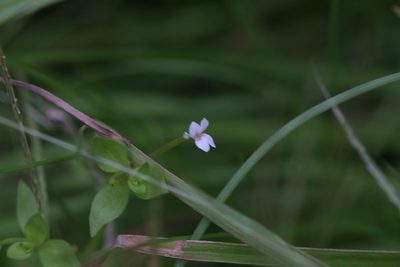 Stylidium alsinoides, photographed by Hugo Innes