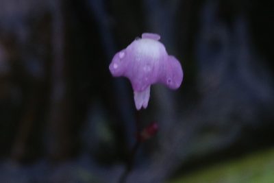 Utricularia minutissima, photographed by Hugo Innes