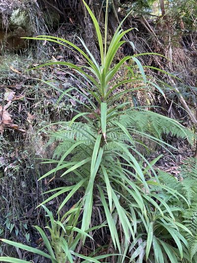Cordyline stricta, photographed by Thomas Mesaglio
