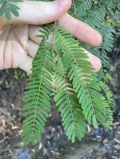Acacia schinoides, photographed by Thomas Mesaglio